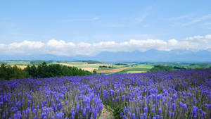 Relaxing Desktop Lavender Field Wallpaper