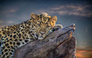 Relaxing Leopard Animal Wallpaper