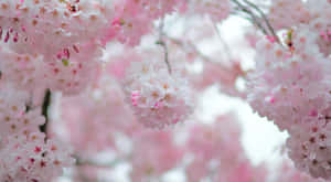 Relish In The Beauty Of This Pink Cherry Blossom Tree Illuminated Against The Night Sky. Wallpaper