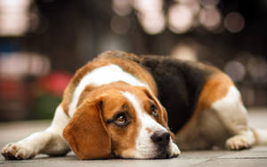 Resting Beagle Dog Wallpaper