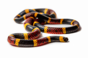 Resting Multi-colored Texas Coral Snake Wallpaper