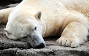 Resting Polar Bear Wallpaper