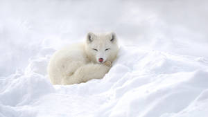 Resting White Fox On Snow Wallpaper
