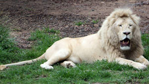 Resting White Lion Wallpaper