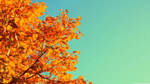 Retro Autumn Orange Hickories Tree Wallpaper
