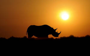 Rhinoceros In Sunset Wallpaper