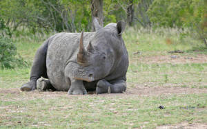 Rhinoceros Lying On The Ground Wallpaper
