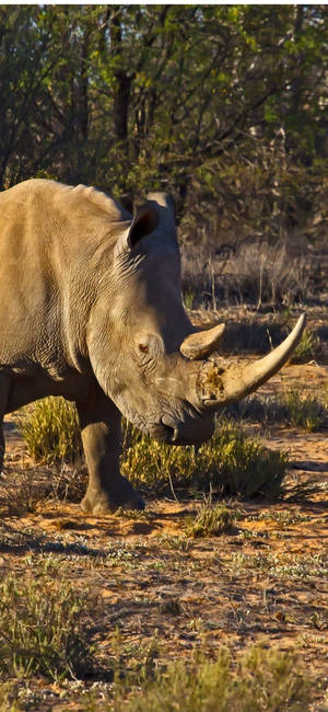 Rhinoceros With Damaged Horns Wallpaper