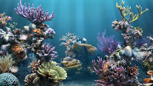 Rich Aquarium Marine Life Wallpaper