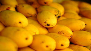 Ripe And Fresh Mango Fruits Wallpaper