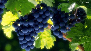 Ripe Autumn Royal Grapes Wallpaper