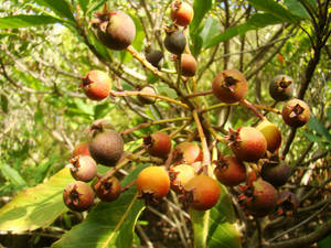 Ripe Loquat Fruits Wallpaper