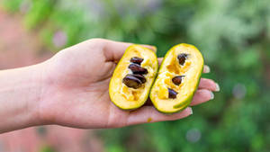 Ripe Pawpaw - The Tropical Delight Wallpaper