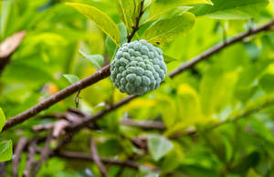 Ripe Sugar Apple Cluster On The Tree Wallpaper