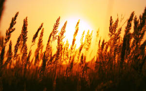 Rising Sun On Grassland Wallpaper