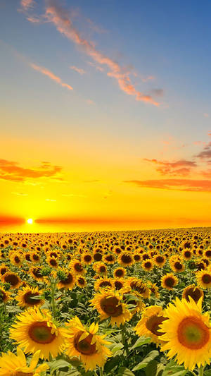 Rising Sun Over Sunflowers Iphone Wallpaper