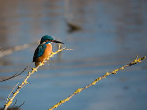 River Kingfishers Beautiful Birds Wallpaper