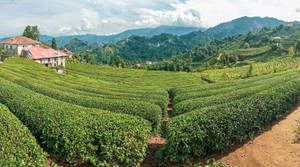 Rize Tea Garden Wallpaper