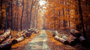 Road At Tumblr Autumn Desktop Wallpaper