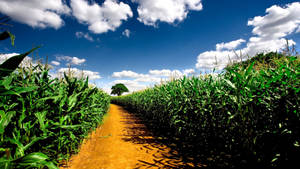 Road On Corn Field Wallpaper