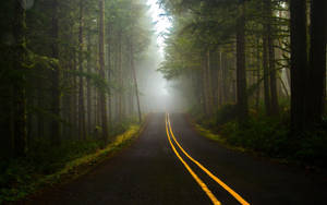 Roadside Dark Forest Wallpaper