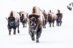 Roaming Buffalo Herd Wallpaper