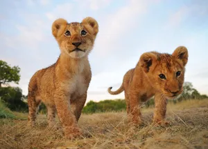 Roaming Lion Cubs Wallpaper