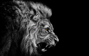 Roar Of Triumph Wallpaper