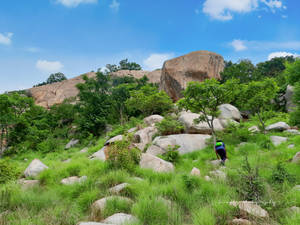 Rocky Grassy Field Togo Wallpaper