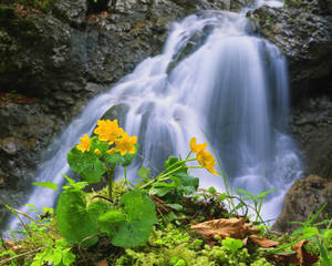 Rocky Waterfall With Flowers Wallpaper