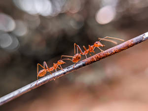 Rod Ant Wallpaper