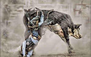 Rodeo Cow Dragging A Cowboy Wallpaper