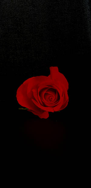 Romantic Love Flowers Against Black Background Wallpaper