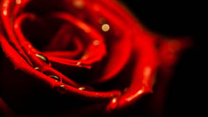 Romantic Red Rose Macro Shot With Crystal Clear Water Droplets. Wallpaper