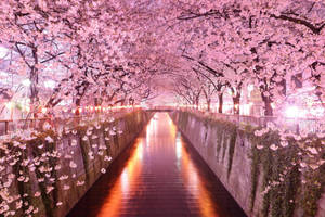 Romantic Sakura Tree Pathway Wallpaper