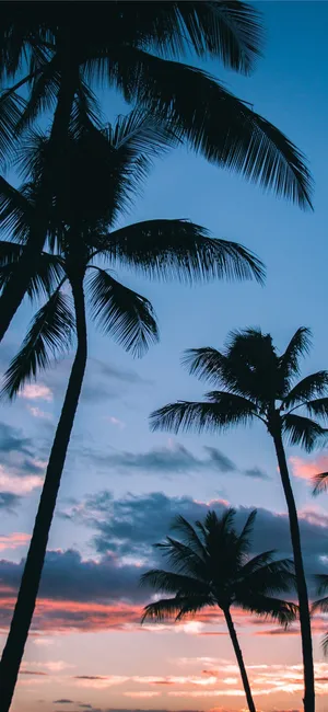 Romantic Sunset And Palm Trees Wallpaper