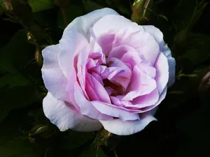 Rose, Bud, Petals Wallpaper
