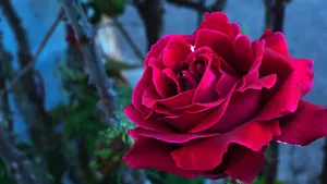 Rose, Bud, Petals Wallpaper