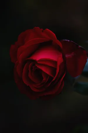 Rose, Bud, Red Wallpaper