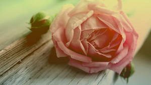 Rose, Flower, Petals Wallpaper