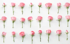 Rose Laptop Glistening In The Light Wallpaper