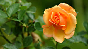 Rose Laptop Yellow Wallpaper