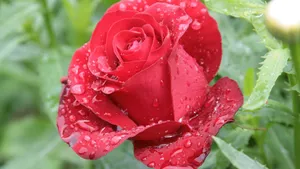 Rose, Petals, Drops Wallpaper