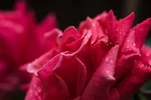 Rose, Petals, Drops Wallpaper