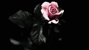 Rose, Petals, Plant Wallpaper