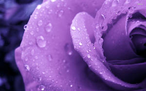 Rose Purple Flower Macro Shot Wallpaper