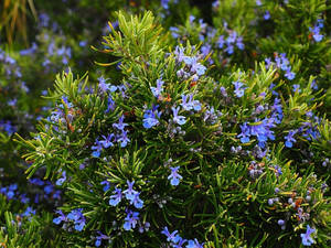 Rosemary With Lilacs Wallpaper