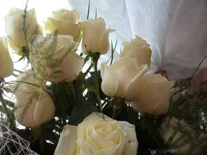 Roses, Bouquet, White Wallpaper