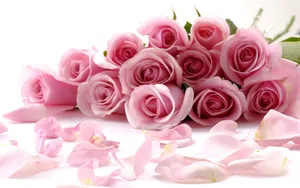 Roses, Flower, Petals Wallpaper