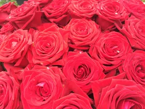 Roses, Flowers, Bouquet Wallpaper
